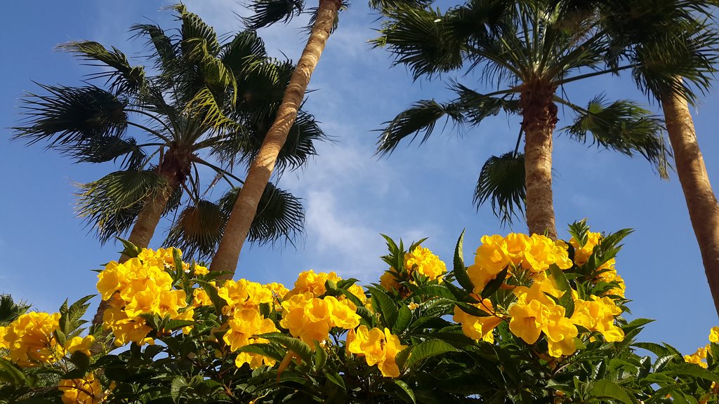 Domina Oasis Hotel & Resort